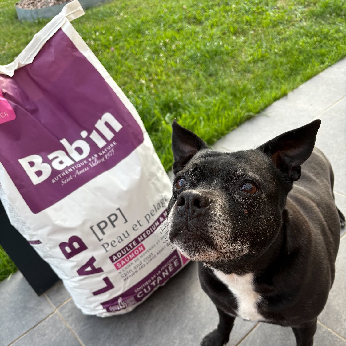 🌟 BAB’IN LAB — PEAU & PELAGE 🌟
Spécialement formulé pour les chiens adultes de taille moyenne et maxi avec sensibilité cutanée🧴 Des ingrédients premium pour une santé visible :
✅ 26% de saumon — riche en protéines et oméga-3
✅ 20% de riz — céréale hypoallergénique pour une digestion douce
✅ Complexe oméga-3 & 6 — pour un pelage brillant et une peau saine
✅ Graines de bourrache + levure de bière — source de vitamine B et d’acides gras
✅ Méthionine — acides aminés soufrés pour renforcer la structure du poil
✅ Glucosamine & chondroïtine — soutien articulaire renforcé🐕 Parfait pour les chiens de plus de 11 kg dès 10 mois !💬 Des résultats visibles :
👉 Pelage plus brillant
👉 Peau apaisée
👉 Digestion optimisée
👉 Articulations préservéesUne recette scientifique, élaborée en laboratoire pour des résultats concrets. Parce que votre chien mérite le meilleur !➖➖➖
🔍 #BabinLab #PeauEtPelage #ChienSensible #Saumon #CéréalesHypoallergéniques #Oméga3 #NutritionPremium #SantéChien #PelageBrillant #Articulations #ChienAdulte