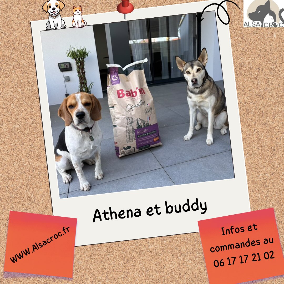 🐾 BAB’IN SIGNATURE — Pour chiens stérilisés de taille moyenne ! 🐾Vous cherchez une alimentation adaptée pour votre compagnon à quatre pattes stérilisé ? Découvrez notre gamme BAB’IN MEDIUM STÉRILISÉ - Poulet 🍗, spécialement conçue pour les chiens adultes de taille moyenne (11 à 25 kg) à partir de 12 mois.✨ Les atouts de cette formule :
✅ Maintien du poids optimal : Teneur élevée en protéines (33%) et faible en matières grasses (12%)
✅ Soutien articulaire renforcé grâce au complexe glucosamine & chondroïtine (750 mg/kg)
✅ Aliment complet et équilibré pour une santé éclatanteParfait pour les chiens stérilisés qui ont besoin d’une nutrition ciblée sans compromis sur le goût ! 🐕❤️🔹 #BabInSignature
🔹 #ChienStérilisé
🔹 #NutritionCanine
🔹 #AlimentPremium
🔹 #SantéAnimaleOffrez le meilleur à votre toutou — parce qu’il mérite une alimentation qui prend soin de lui ! 💙
