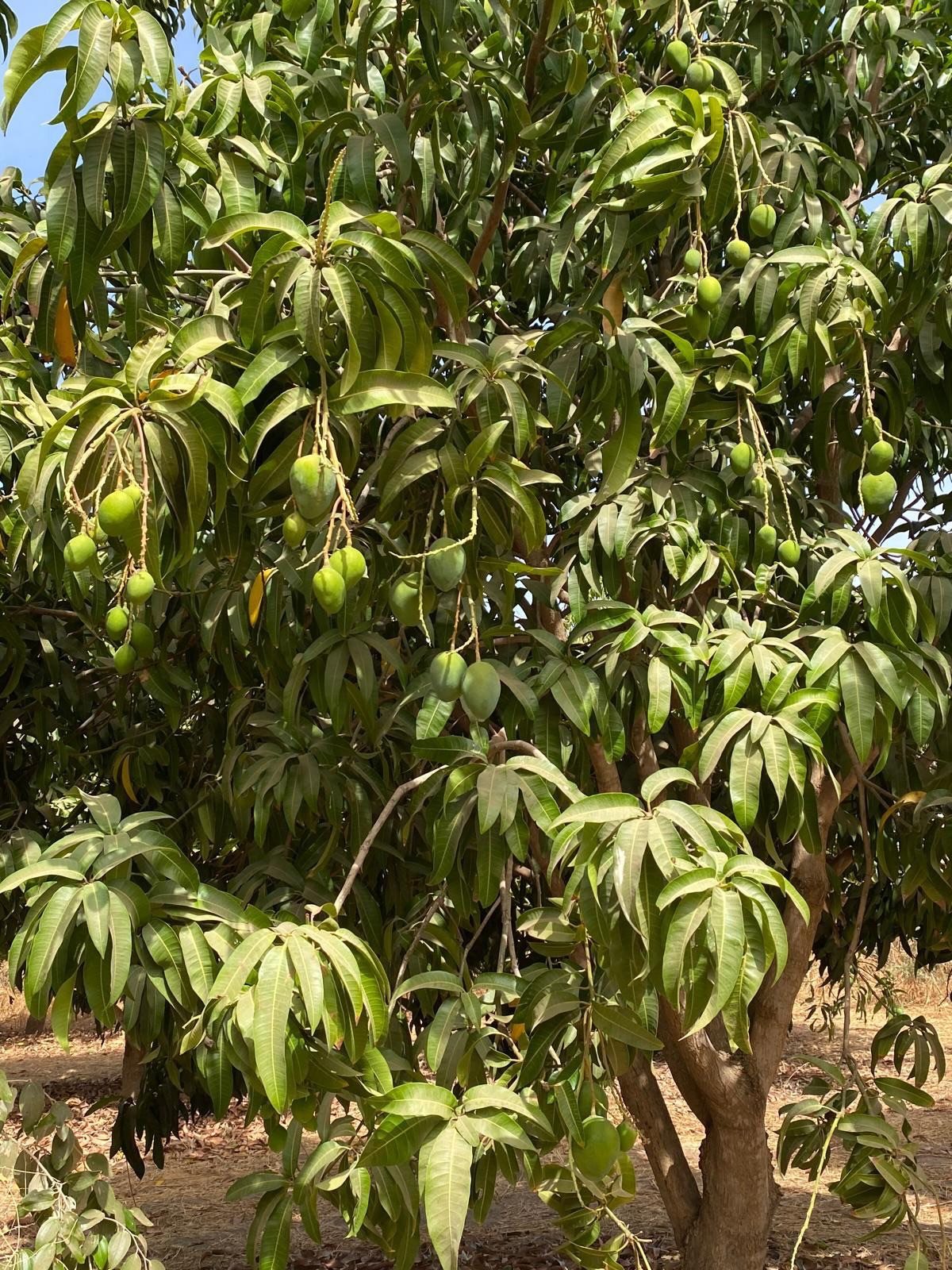 Comme à chaque séjour à Nianing, les adhérents rencontrent NDebe et vont aider au champ. Alice et Emmanuelle ont aidé au désherbage autour des gombos. Les tomates, oignons et mangues seront bientôt ramassés 🥭