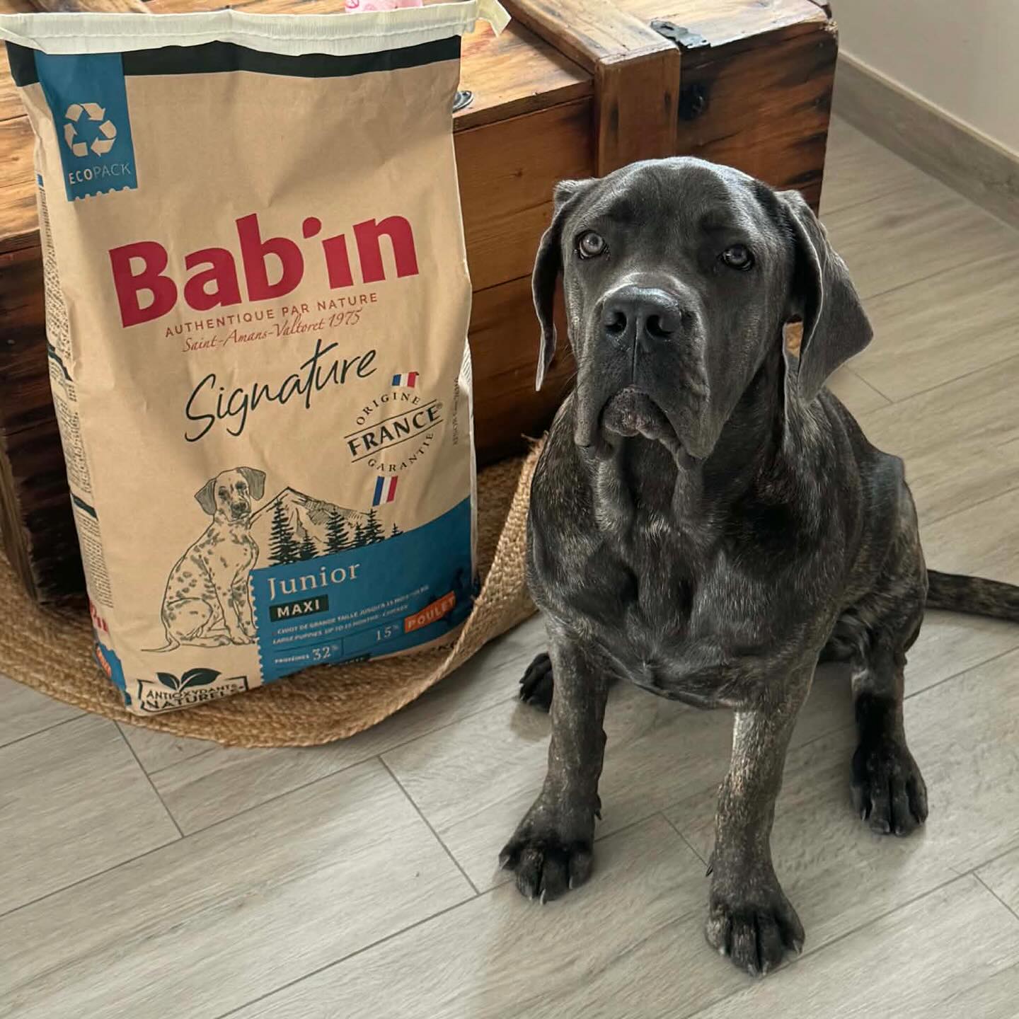 🐶✨ Offrez à votre chiot le meilleur départ dans la vie !BAB’IN MAXI JUNIOR est spécialement formulé pour les chiots de grande taille, qui ont besoin d’une croissance lente et maîtrisée 🦴💡 Grâce à :
✔️ Une énergie métabolisable adaptée
✔️ Un apport équilibré en calcium et phosphore
✔️ Une recette savoureuse au poulet & riz 🍗🍚
✔️ Un complexe de prébiotiques (FOS & MOS) pour une digestion optimale👉 Résultat : une croissance harmonieuse et un système digestif protégé !🐾 Convient aussi aux chiots de taille géante de 4 à 12 mois#ChiotHeureux #NutritionCanine #ChiotGrandeTaille #Babin #CroissanceSaîne Chiens