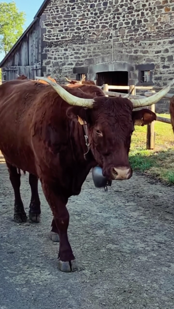 😌
Si vous ne saviez pas à quel point nos vaches SALERS étaient des vaches calmes et dociles, maintenant vous savez !Promis elles n’ont pris aucunes drogues ! 😂✊🏼 soutenons nos éleveurs et artisans🇫🇷
🔘 cantaldirect.fr.Images qui nous viennent de l’@elevage_salers_fererol 🙏🏻#vache #estive #salers #calme #volupté