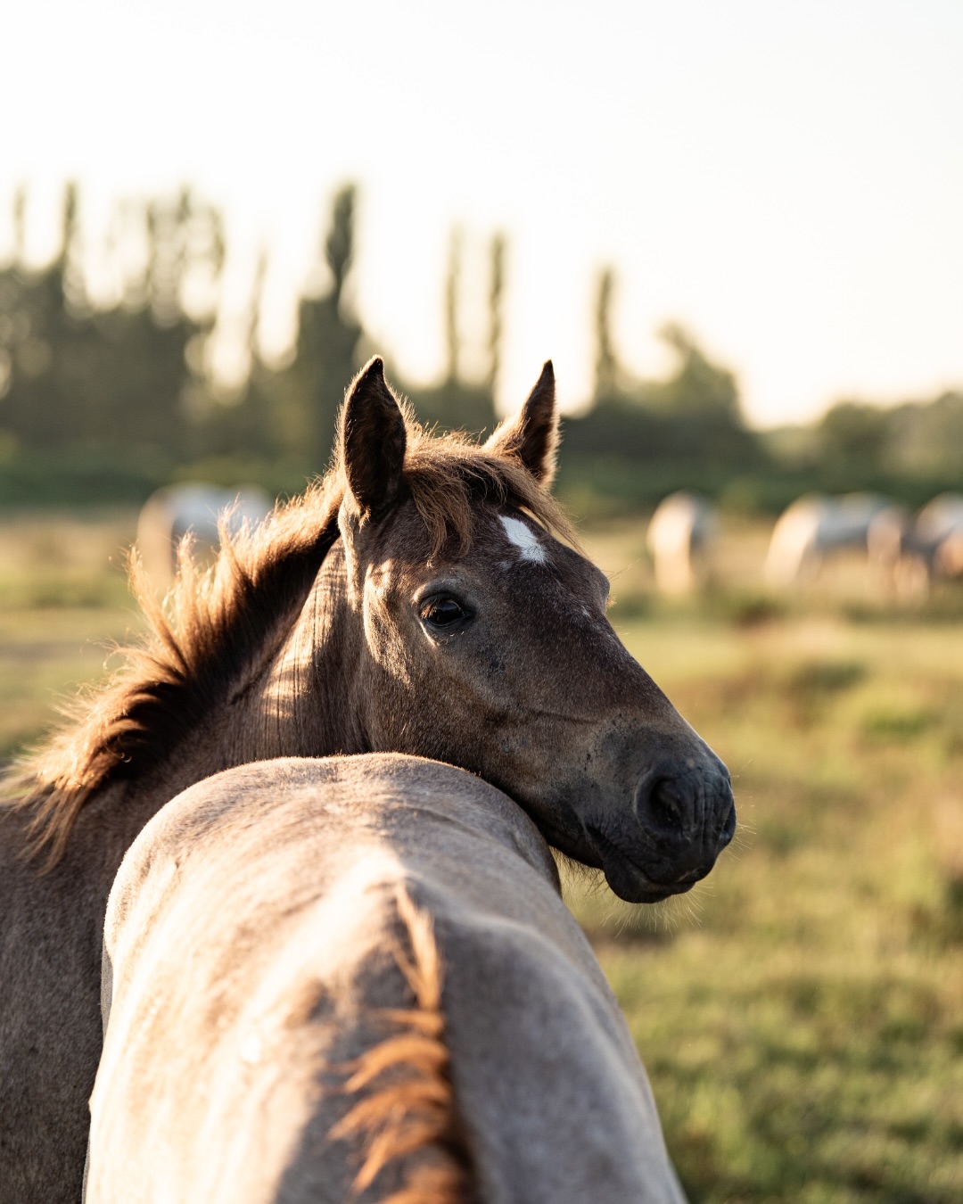 Une balade au crépuscule en Camargue, un soir de pleine lune 🌕 au mas de la cure. 🤍
Un instant hors du temps. ✨
___
📍 @maison_ducheval_camargue
📸 @oxer_agency
#camargue #chevalcamargue #camarguehorses