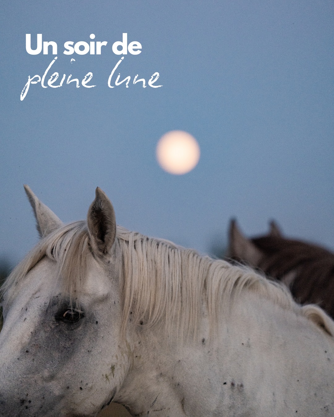 Une balade au crépuscule en Camargue, un soir de pleine lune 🌕 au mas de la cure. 🤍
Un instant hors du temps. ✨
___
📍 @maison_ducheval_camargue
📸 @oxer_agency
#camargue #chevalcamargue #camarguehorses