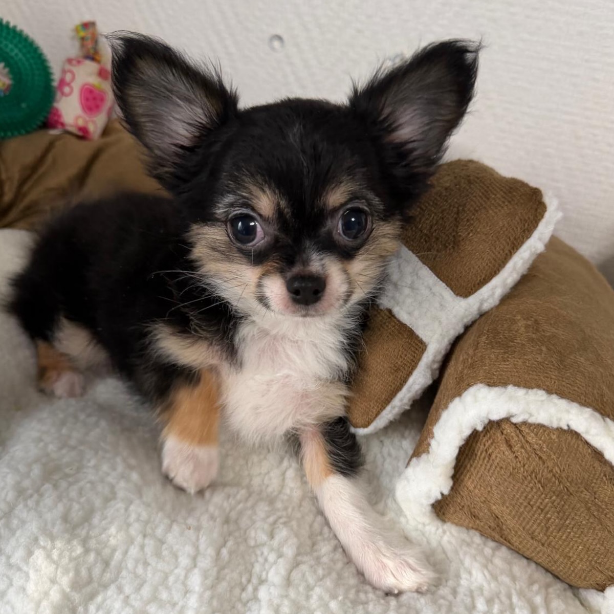 📸💕 Petit shooting photo de notre douce Banh Mi 🥰Dans quelques jours, le 28 août, notre jolie tricolore fêtera déjà ses 3 mois ! 🎂🐶Avec sa petite bouille adorable et son regard tout doux, Banh Mi a tout de la petite princesse sage… mais attention, elle cache bien son jeu ! 😅Derrière cette douceur se cache une petite coquine pleine de malice, joueuse et toujours prête pour une nouvelle aventure. ❤️Un joli mélange de tendresse et de caractère qui la rend encore plus craquante ! 😍#Chihuahua #BanhMi #ChihuahuaTricolore #ChihuahuaLove #TropMignon