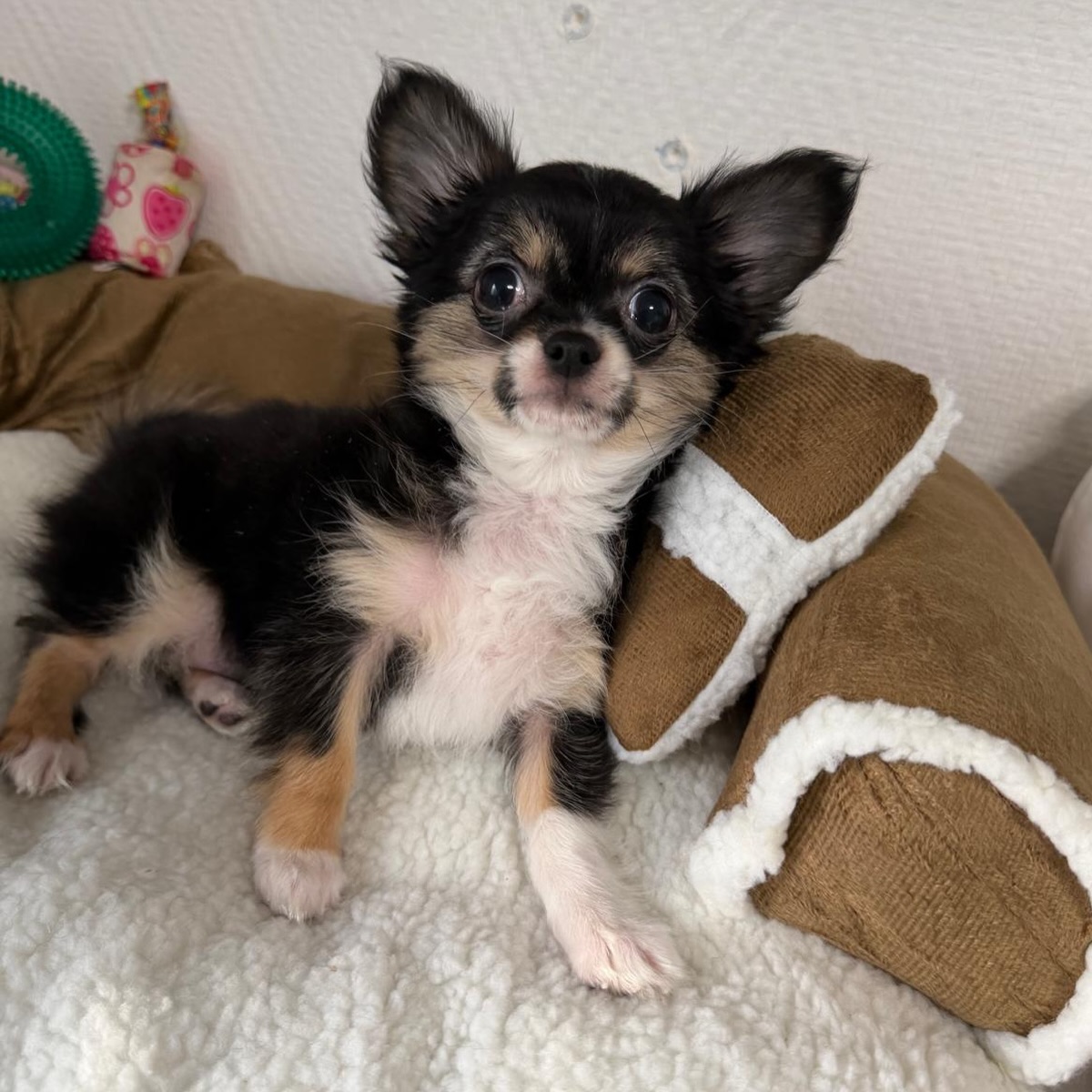 📸💕 Petit shooting photo de notre douce Banh Mi 🥰Dans quelques jours, le 28 août, notre jolie tricolore fêtera déjà ses 3 mois ! 🎂🐶Avec sa petite bouille adorable et son regard tout doux, Banh Mi a tout de la petite princesse sage… mais attention, elle cache bien son jeu ! 😅Derrière cette douceur se cache une petite coquine pleine de malice, joueuse et toujours prête pour une nouvelle aventure. ❤️Un joli mélange de tendresse et de caractère qui la rend encore plus craquante ! 😍#Chihuahua #BanhMi #ChihuahuaTricolore #ChihuahuaLove #TropMignon