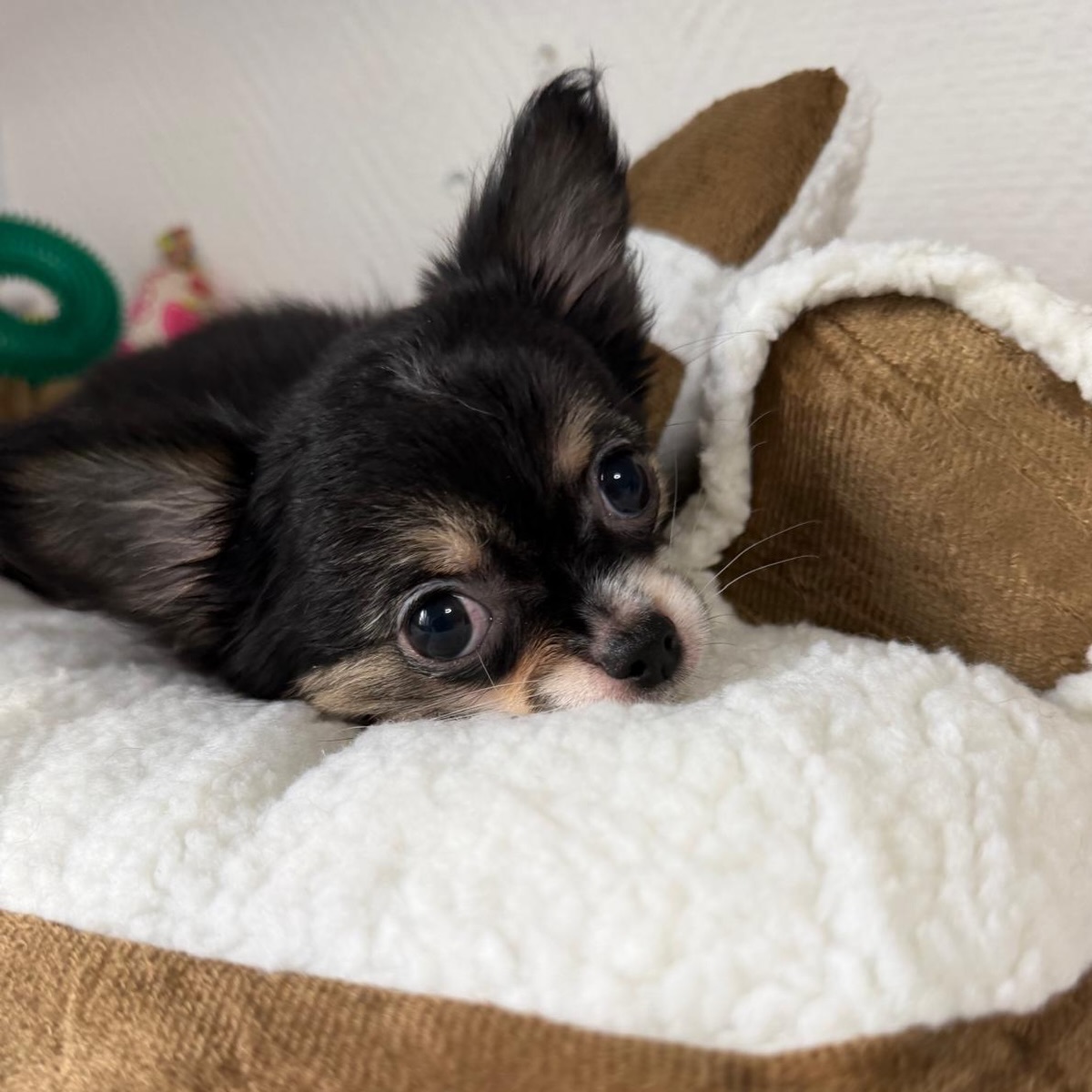 📸💕 Petit shooting photo de notre douce Banh Mi 🥰Dans quelques jours, le 28 août, notre jolie tricolore fêtera déjà ses 3 mois ! 🎂🐶Avec sa petite bouille adorable et son regard tout doux, Banh Mi a tout de la petite princesse sage… mais attention, elle cache bien son jeu ! 😅Derrière cette douceur se cache une petite coquine pleine de malice, joueuse et toujours prête pour une nouvelle aventure. ❤️Un joli mélange de tendresse et de caractère qui la rend encore plus craquante ! 😍#Chihuahua #BanhMi #ChihuahuaTricolore #ChihuahuaLove #TropMignon