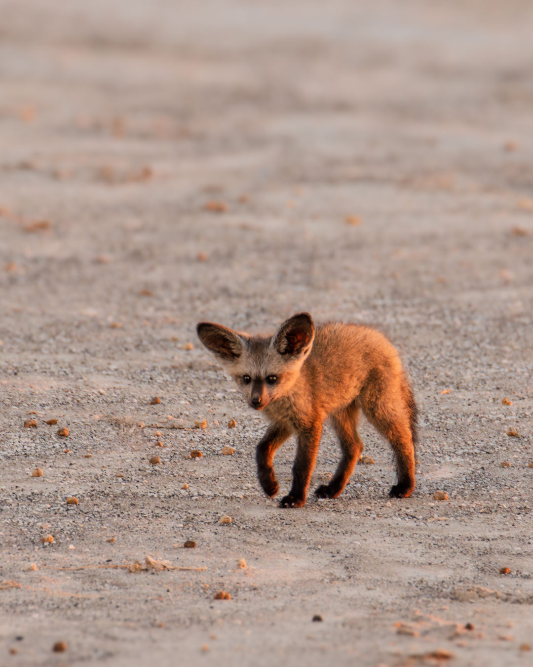 A little bat-eared fox, spotted in the vast Makgadikgadi salt pans 💛
Here’s what nobody ever tells you about self-drive safari in Botswana : it’s not always the lions or the elephants that leave a lasting impression. Sometimes, it’s a tiny fox cub in the middle of nowhere that reminds you just how extraordinary ordinary moments can be. Don't you think?
📍 Makgadikgadi Pans, Botswana 🇧🇼
#BotswanaSafari #MakgadikgadiPans #SelfDriveSafari #WildlifeBotswana #BatEaredFox