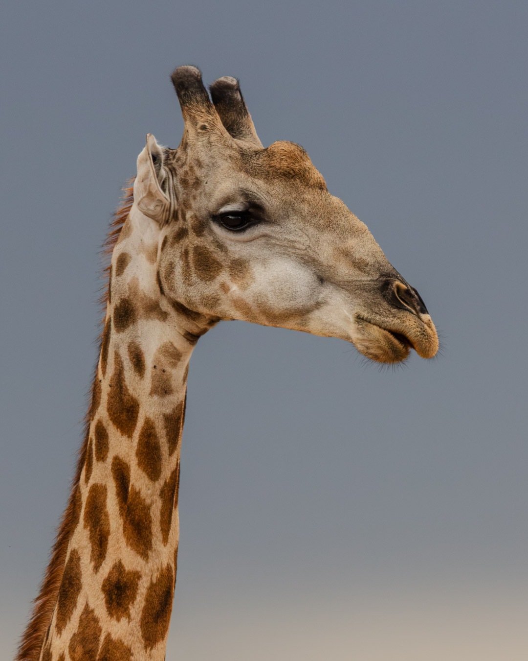 Did you know that you can identify a male giraffe from a female simply by looking at their horns? 🦒
♀️ Female giraffes’ horns are almost always topped with a small tuft of dark hair, like adorable little pom-poms.
♂️ Male giraffes’ horns bear the marks of years of fighting. During spectacular clashes, they swing their necks and gradually wear away the hair on their horns, causing the tips to become bald.
Next time you spot a giraffe, take a look at its horns and you’ll know exactly who you’re dealing with!
📍 Chobe National Park, Botswana 🇧🇼
#Giraffe #WildlifeFacts #Botswana #SelfDriveSafari #AfricanWildlife